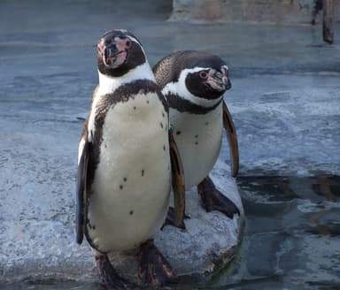 小諸市動物園フンボルトペンギン