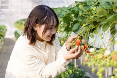 いちご狩り こもろ布引いちご園