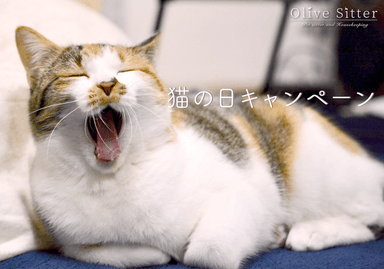 猫の日キャンペーン