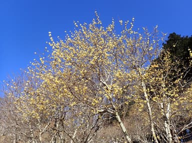 2023年1月17日(火)現在の開花状況