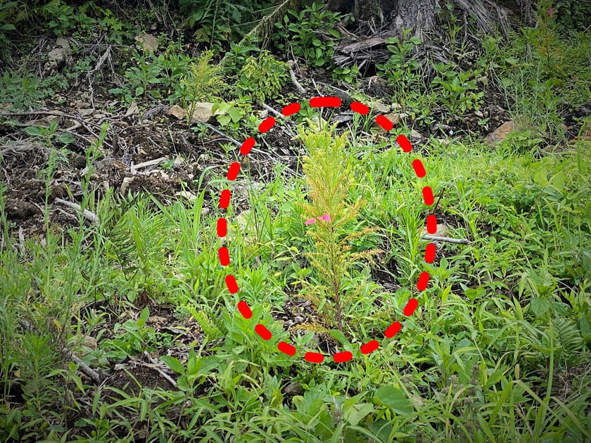 使った分の木を山に還す「苗木を還そうプロジェクト」
宮崎県にスギの再造林費用を寄付