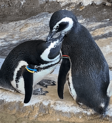 ペンギンのいきものトーク