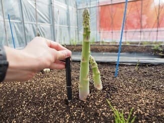 若茎の萌芽の様子（雌株）