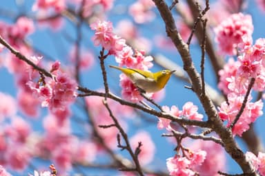 寒緋桜