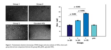 ＜HDL2のサイズを示す透過型電子顕微鏡(TEM)像と面積分析＞