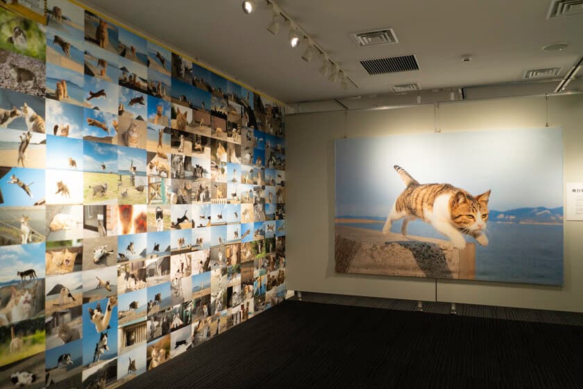 郵政博物館で開催中の「飛び猫写真展」が
2月4日(土)時点で来場者数5,000人を突破！