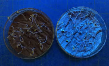 紫外線照射下における、通常の肥料で成長した水菜(左)と、量子ドット型ナノ肥料で成長した水菜(右) シャーレを用いた発芽実験