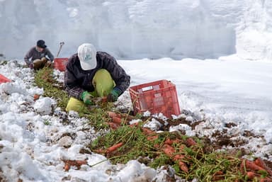 雪下にんじん収穫