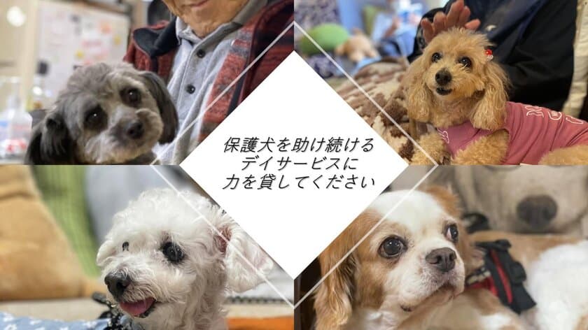 『保護犬を助け続けるデイサービスに力を貸して下さい』
2月28日まで運営支援のクラウドファンディングを受付