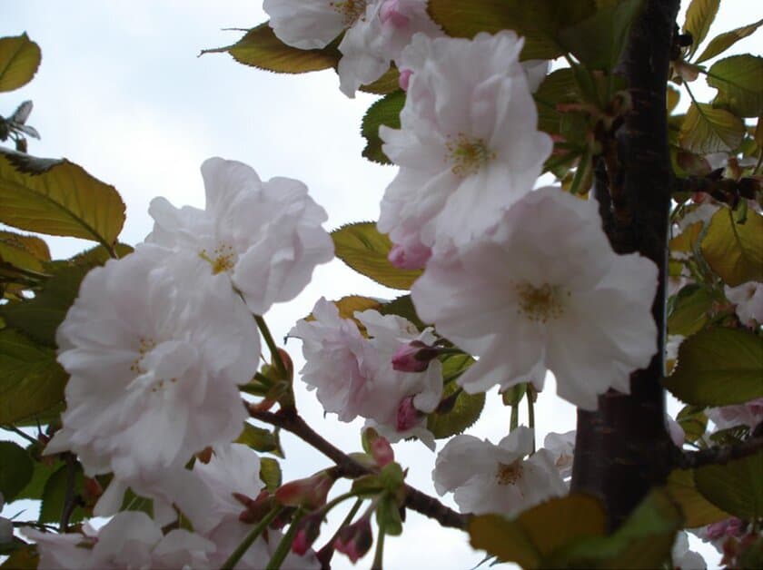 桜を通じて福島・東北等を応援する「さくらプロジェクト」　
福島で育てた桜「はるか」を愛知県東浦町へ寄贈　
～福島の震災語り部による
同町の小学生と保護者を対象とした講演会も同時開催～