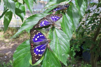 成虫（６月ごろ）監修：チョウタロウ(林太郎)