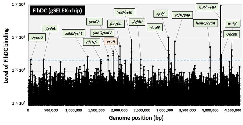 微生物の運動性とエネルギー生産の協調的制御機構を同定
～微生物の病原性の理解や物質生産への応用に期待～