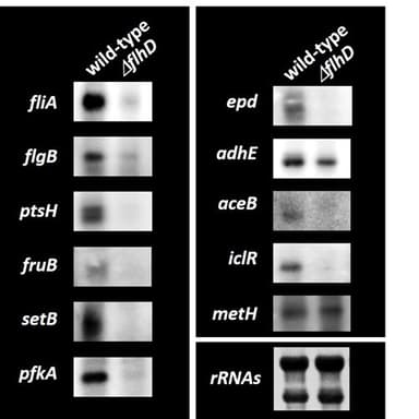 図２．大腸菌野生株とflhD欠損株における炭素源代謝遺伝子群のmRNAレベルの比較解析。