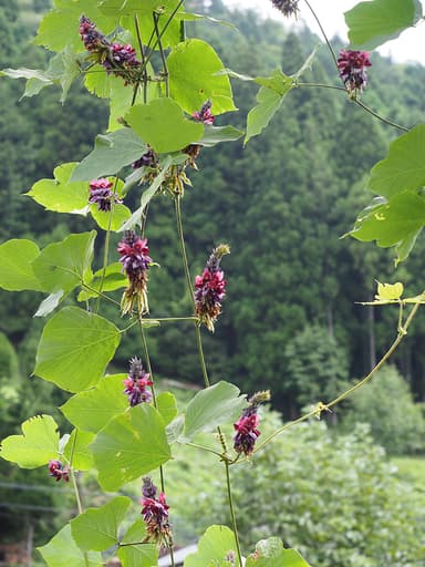 葛の花(奥大和にて撮影)