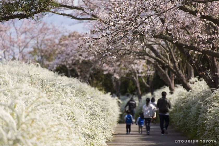 まもなく見頃到来！豊田市の桜の名所を紹介する
「とよたの桜特集2023」をホームページにて公開