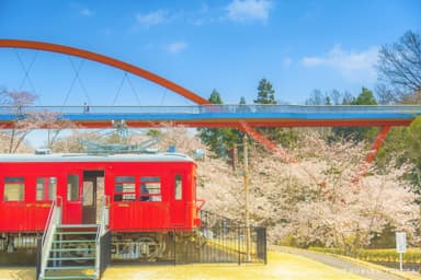 鞍ケ池公園の桜