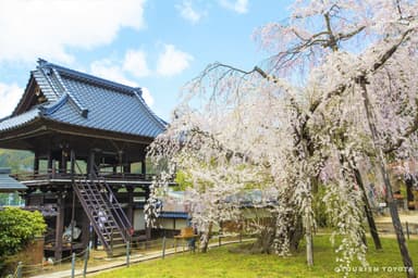 瑞龍寺のしだれ桜