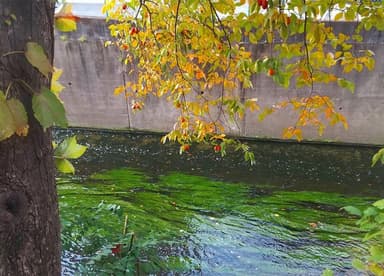 昭和30年ころまで糊をおとしていた妙正寺川