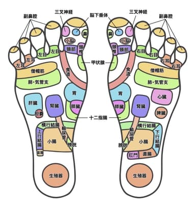 足の裏を見て内臓の悪い箇所を見つけます(※画像は当院の用いている反射区とは異なります。)