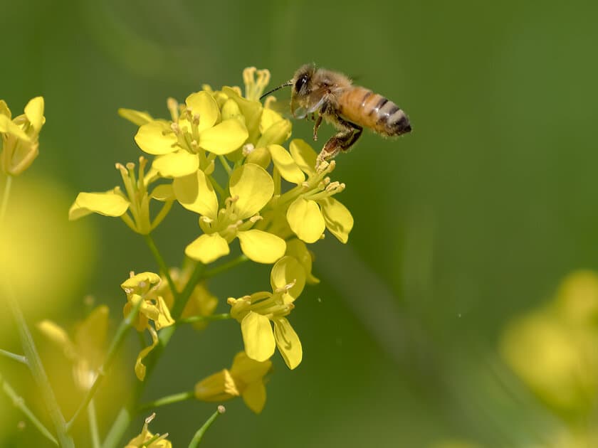 口腔内の良い菌を残して悪い菌のみ殺菌する独自成分を開発
　大木製薬、明海大と共同研究／特許取得を発表