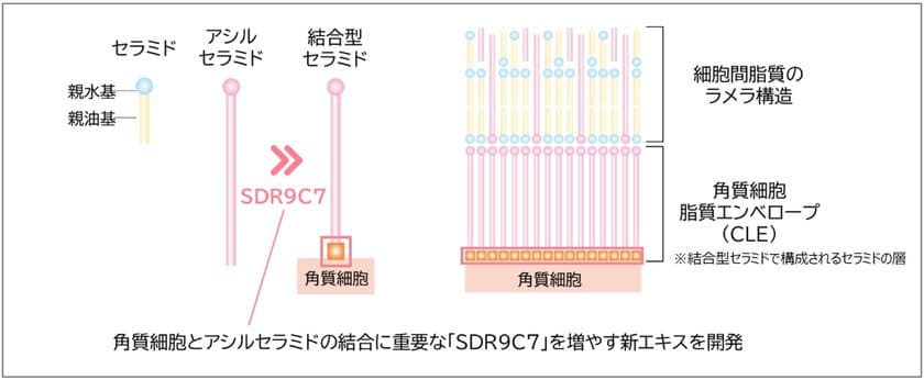 肌のバリア機能に有効な『ムラサキバレンギク新エキス』を開発
　日本農芸化学会2023年度大会にて発表