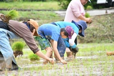 山香町の田んぼ再生計画での田植え