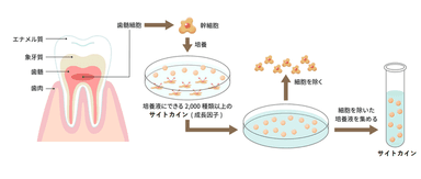 「ヒト乳歯由来幹細胞培養上清液」とは