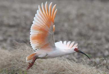 新潟県の鳥 トキ