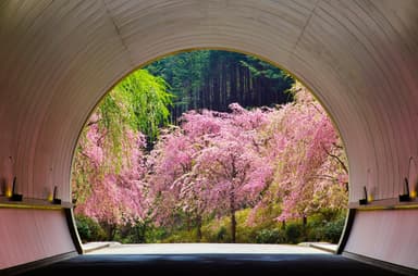 トンネル桜