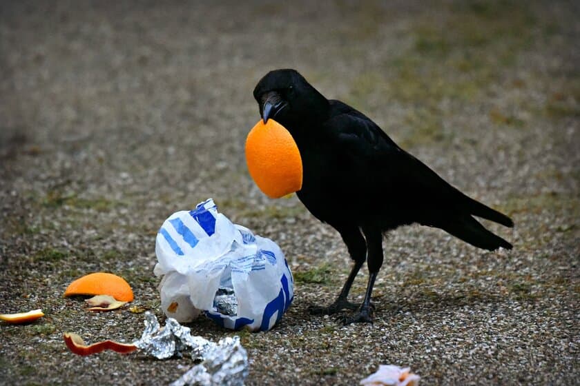 害鳥駆除を行うホームレスキュー、自社サイトで
『消えた？最近見かけなくなったカラス』の記事を公開