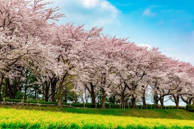 尾根緑道