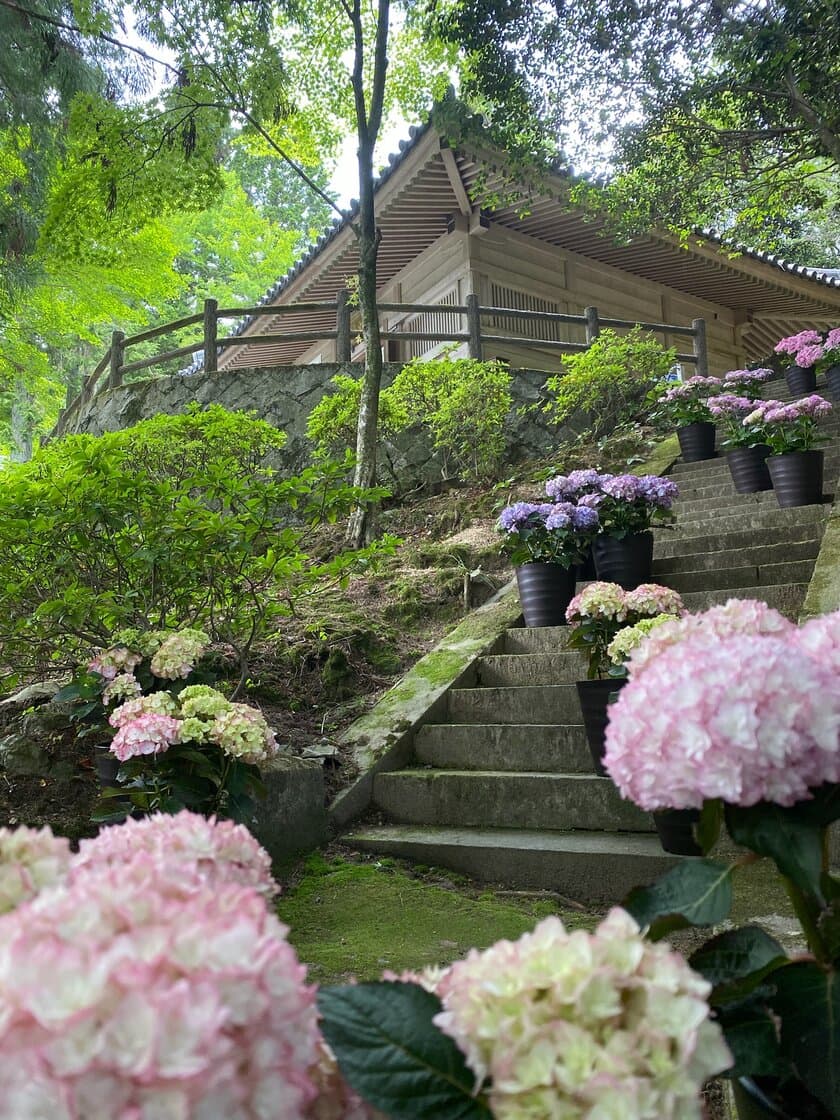 兵庫の播州清水寺が20種類100鉢以上のアジサイを
6月1日から設置、アジサイを鳥獣被害から守る取り組み