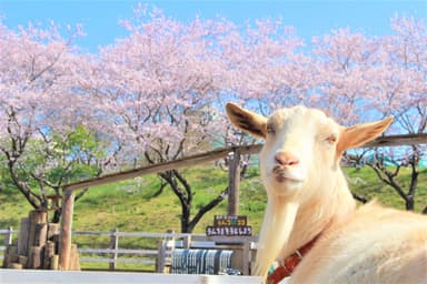 動物×桜も楽しめる　※過去開催の様子