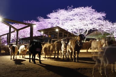 夜の動物たちも幻想的　※過去開催の様子