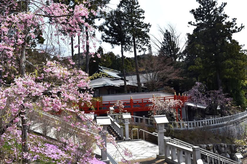 糟屋郡篠栗町・呑山観音寺　
～桜まつり＆春の観音市開催のお知らせ～