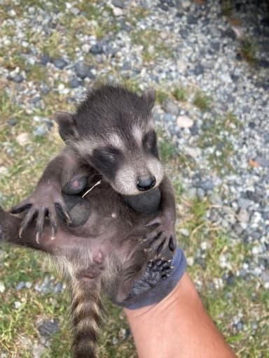 アライグマの赤ちゃん