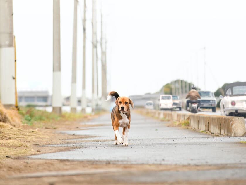 ＜17年間待ち続けた犬！＞
実話を基にした感動映画『石岡タロー』　
全国公開に向けたクラウドファンディングを4月3日より開始