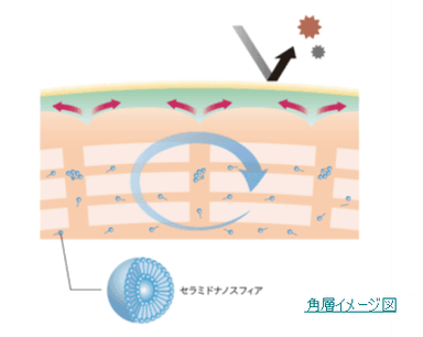 セラミドナノスフィア図