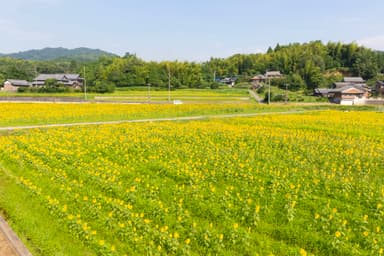 まんのう町に咲く一面のひまわり