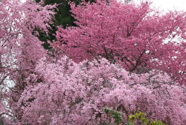 「花宝苑」の桜群生(2022年)