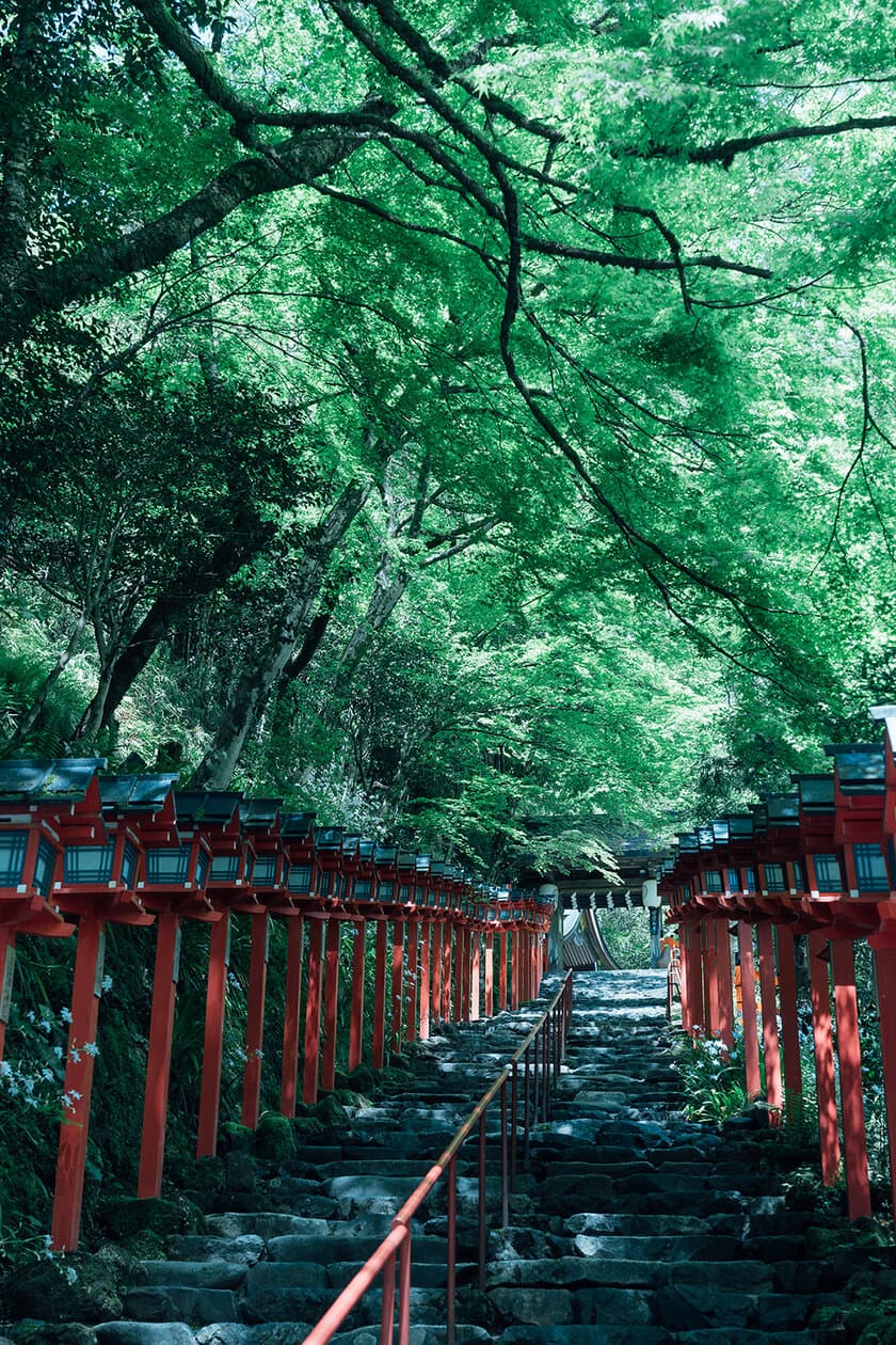 京都「貴船神社」にて新緑ライトアップを5月3日から開催　
～境内一帯が約三千本の青もみじに包まれる新緑の名所～