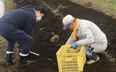 栽培方法や生産者の顔がわかる100％国産の紫根※1を使用(2)