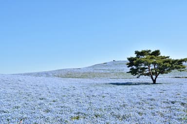 国営ひたち海浜公園提供(R3年度の見頃状況)