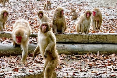 宝登山小動物公園　イメージ