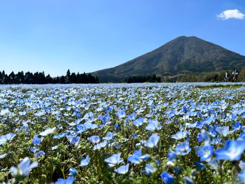 40万本のネモフィラが見頃を迎えた「花の駅生駒高原」で
春の花々やグルメを堪能できる「ポピー祭り」を開催