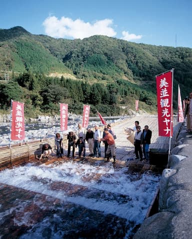 長良川のヤナ場で天然鮎を獲る様子