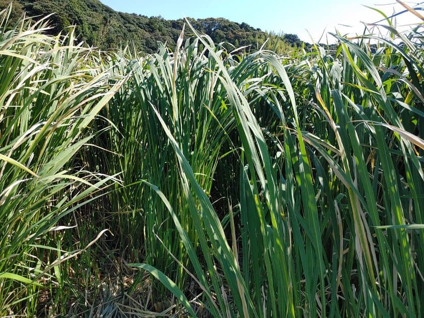 古代から日本に自生し、神聖な植物として神事などに重宝されてきた
「真菰(まこも)」のミニアート展＆ワークショップ　
国際文化学園の美容考古学研究所で4/26(水)開催