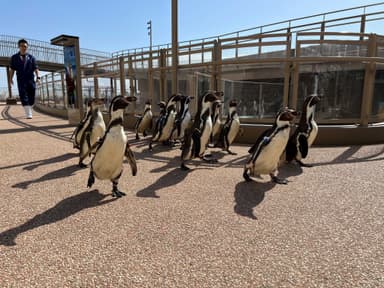 ペンギンのおさんぽタイム