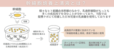 ヒト乳歯幹細胞培養上清液とは