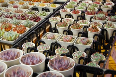 【植物販売】心癒す育てて楽しい植物との出会い